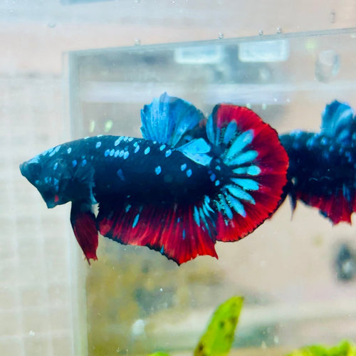 Plakat Avatar Nebula - Male Betta