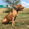 Aztec brown dog collar