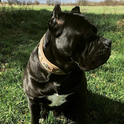 Aztec grey dog collar