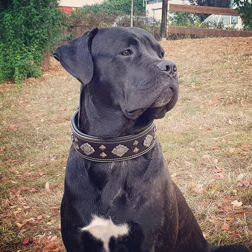 Aztec black dog collar