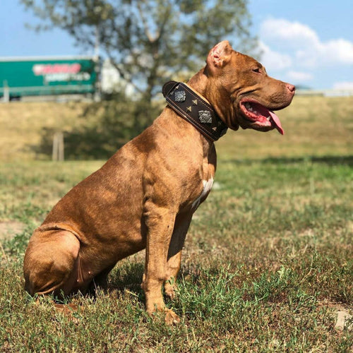 Aztec brown dog collar
