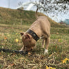 Aztec brown dog collar