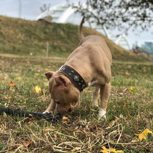 Aztec brown dog collar