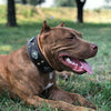 Aztec brown dog collar
