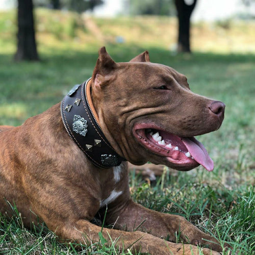 Aztec brown dog collar