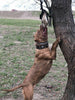 Aztec brown dog collar