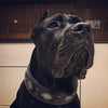 Aztec black dog collar