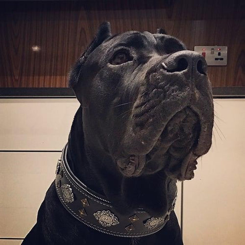 Aztec black dog collar