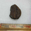 Mazon Creek Fern Fossil #9-036
