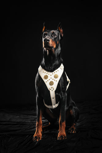 The Maximus harness White