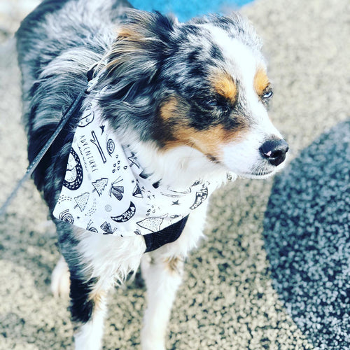 Adventure Dog Bandana