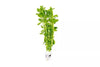 Bacopa Monnieri/Monneywort (6+ stems)