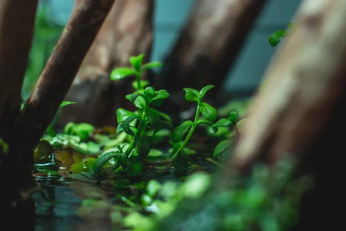 Bacopa Monnieri/Monneywort (6+ stems)