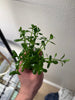 Bacopa Monnieri/Monneywort (6+ stems)