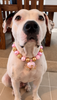Rose Heart Bow Acrylic Beaded Dog Necklace (3Colors)
