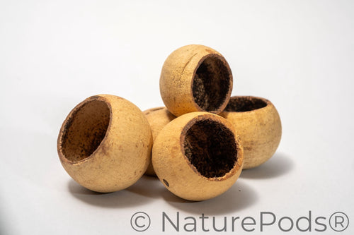 Medium Bell Cups