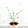 Beaucarnea Recurvata 'Ponytail Palm' Seeds