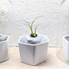 Beaucarnea Recurvata 'Ponytail Palm' Seeds
