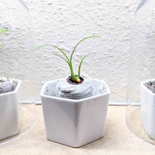 Beaucarnea Recurvata 'Ponytail Palm' Seeds