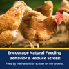 BEE A Beautiful Hen Herbal Treat With Mealworms, Wheat, & Rose Petals For Chickens