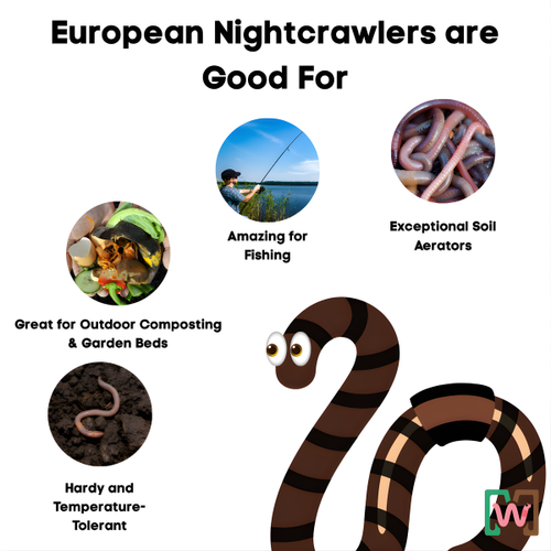 Composting Worm Mix – Red Wigglers & European Nightcrawlers (SC)