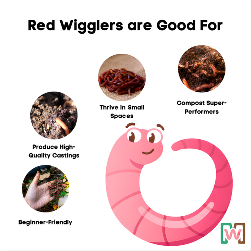 Composting Worm Mix – Red Wigglers & European Nightcrawlers (SC)
