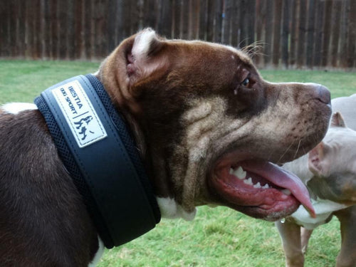BESTIA DOG SPORT COLLAR 2 inch ultra heavy duty