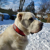 BESTIA DOG SPORT COLLAR RED STAINLESS STEEL
