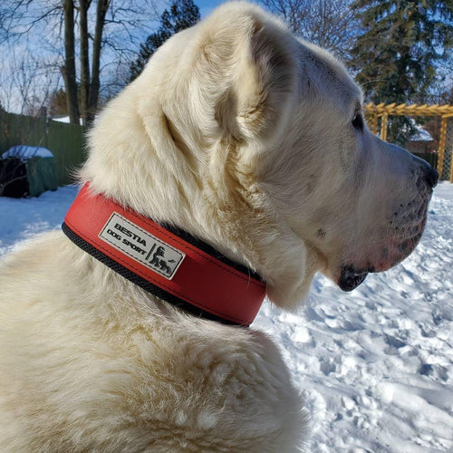 BESTIA DOG SPORT COLLAR RED STAINLESS STEEL