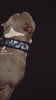 BESTIA DOG SPORT FAST RELEASE COLLAR BLUE