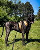 BESTIA DOG SPORT GripPro Heavy Duty Harness