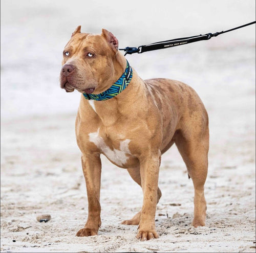Bestia Dog Sport GripPro Print Collar Blue & Green