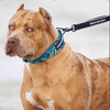 Bestia Dog Sport GripPro Print Collar Blue & Green