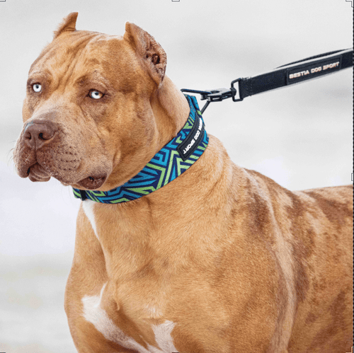 Bestia Dog Sport GripPro Print Collar Blue & Green