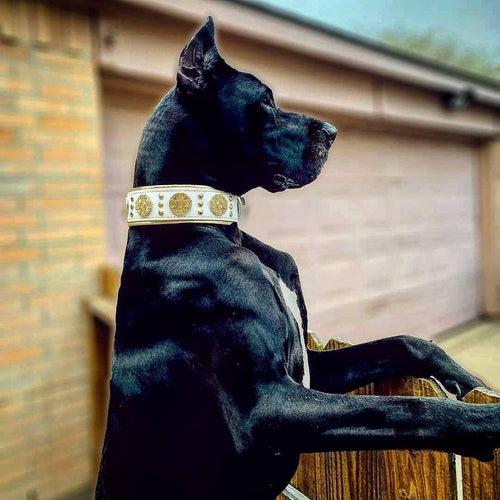 The Maximus collar 2.5 inch wide white & gold