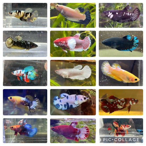 Plakat Fancy Female Betta - High Quality- Random Color Pick