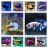 Plakat Fancy Male Betta - High Quality - Random Color Pick