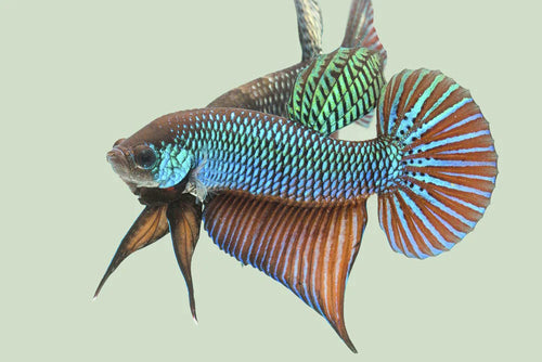 Wild bettas Type (Male)