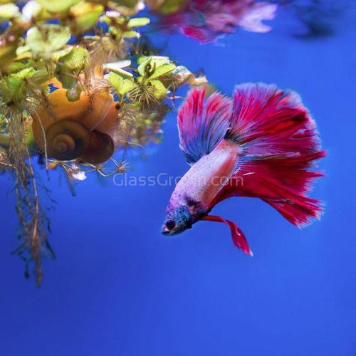 Male Halfmoon Betta