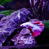 Male Halfmoon Betta