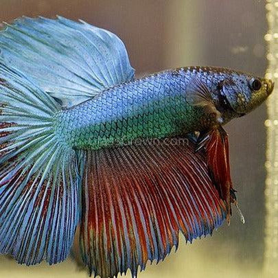 Male Halfmoon Betta