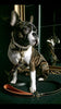 ''Bijou'' leather lead orange by Bestia