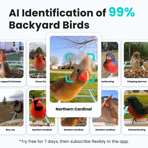 Birdfy Smart Feeder -  Limited Father's Day Gift Set