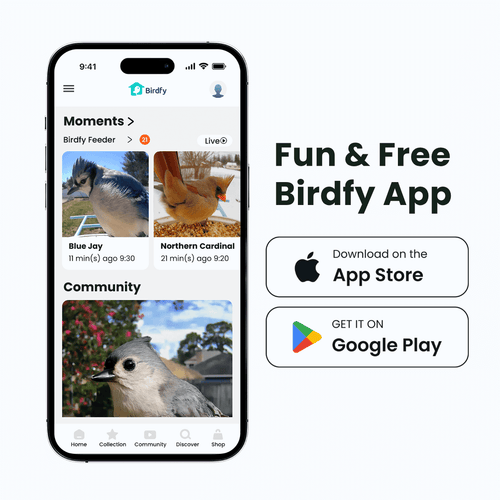 Birdfy Smart Feeder -  Limited Father's Day Gift Set