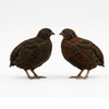 Midnight Velvet Quail Hatching Eggs – Premium Tibetan & Rosetta Coturnix Breeding Stock