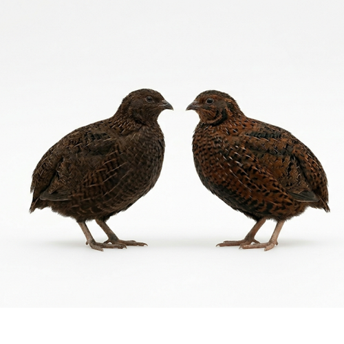 Midnight Velvet Quail Hatching Eggs – Premium Tibetan & Rosetta Coturnix Breeding Stock