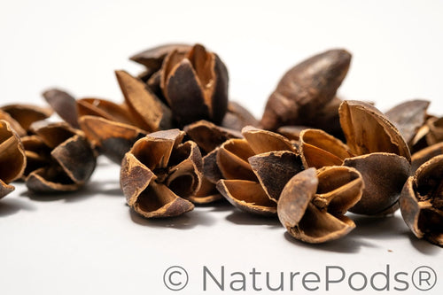 Bakuli Pods