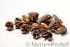 Bakuli Pods