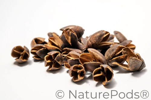 Bakuli Pods