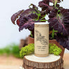 Black Dragon Coleus Seeds